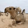 راععي الرواشد 🥇🐪