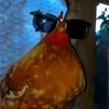 www.tiktok.compollito2