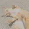 ciorindy