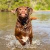 baddogbadger