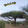 naif56567