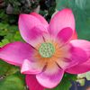 chrysan1234
