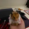 tt_olegtt