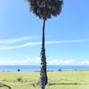 matchadepanmu973