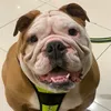 wilsonthebulldog