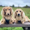 twosmallsausages