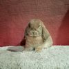 nirmala_rabbit