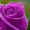 huzaifa.shahzada8