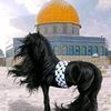 ahmdbekaa