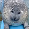 seal_lover_1234