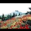 thedaughterofsyria7