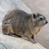 maggiecat1830