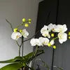 loverinore