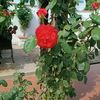 jhasmin_034