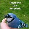 yoyo_mordecai