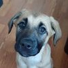 Maizey