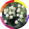 lbn_flowerlover