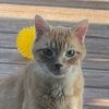 fluffcat247