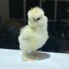 chickenbabiescute