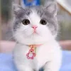 _firda69