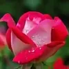user6hbdi667nv