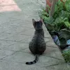 tduongiue