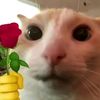 rizqi_1324
