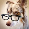 chasethecolliedog