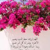 omrashed2015