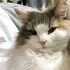 meowmeow123xw