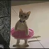 ivorycatt_