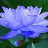 phanthuy96271