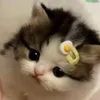 covkbecuamuichiro