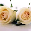 serwan.zrary