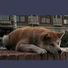 xat1ko1