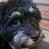 bellethedoggys