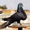 marwane_pigeon_2