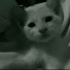 lojunge