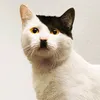 kitler_112