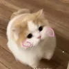 hng.loannie