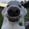 phucdinhcan