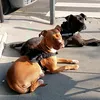 red nose américain Pit terrier