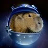 space_capibara