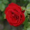 lemar8534