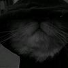 habiba.ahmed9120