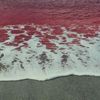 mar.rojo06