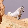 elhashmy51