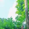 buithithu3