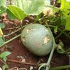 susinia852