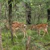 deer_dnz
